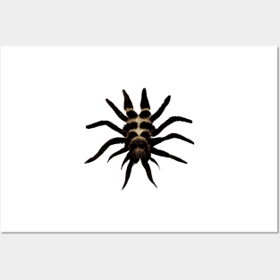 Tarantula Spider Spiders Graphic Illustration Posters and Art